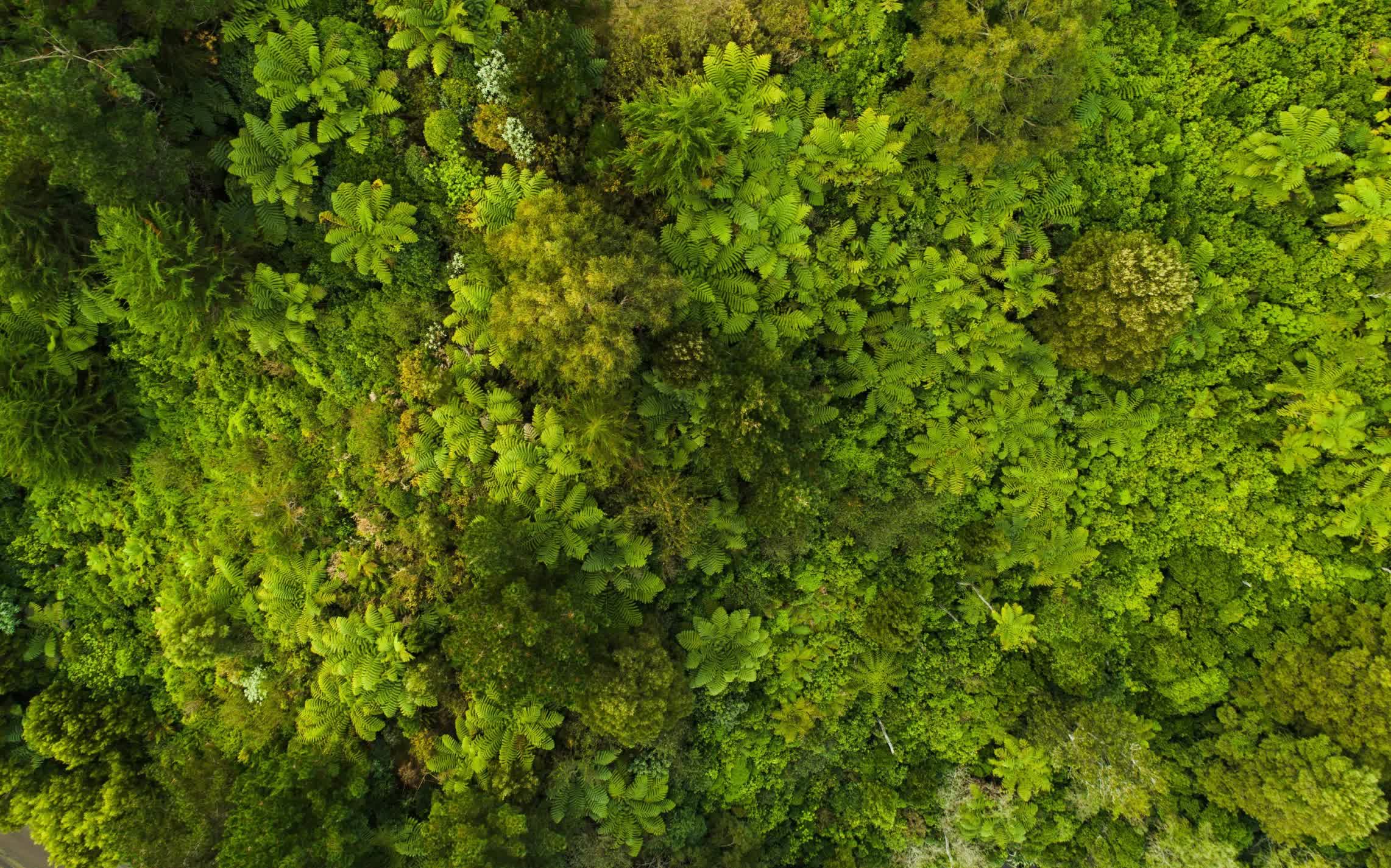 Visão aérea de uma densa floresta verde após consultoria ambiental